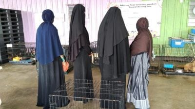 驱车跨州百公里救2小狗     数巫裔妇善心救援获赞