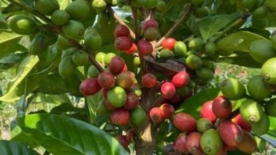 杯中掘金（系列2）│上游悲歌唱不完 种咖啡须创新求变