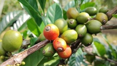 杯中掘金（系列1）│咖啡业两样情  上游悲歌下游繁华