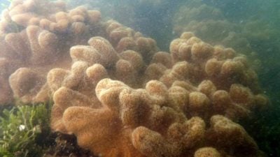 波德申珊瑚、观赏鱼屡遭盗采捕捞 森大臣斥：管控不严，促渔业、海事局加强执法