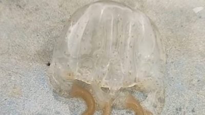 浮罗交怡3年102宗水母螫伤案例  民防卫队：今年首现死亡悲剧