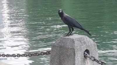 鸦患攻占甲河畔旅游区  鸦粪如“雪花” 煞风景