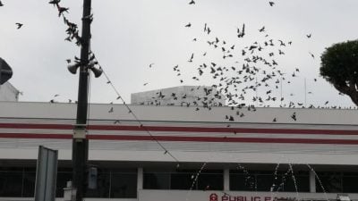 林朝雁:衍生卫生问题  “别再喂乌鸦了”