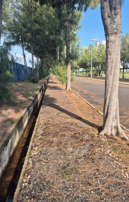 （古城版）人行道遭树根破坏