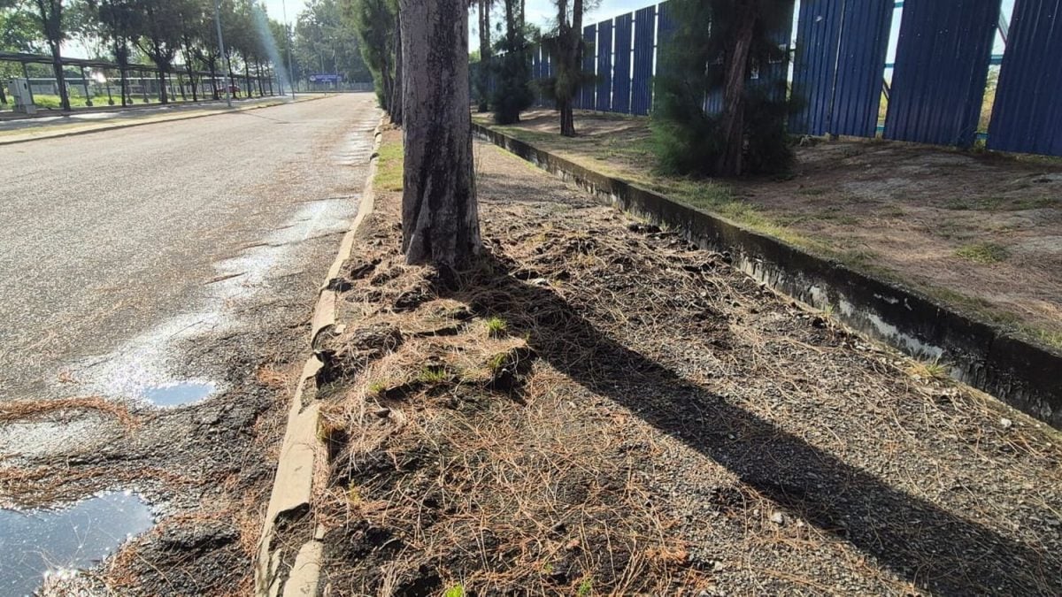 （古城版）人行道遭树根破坏