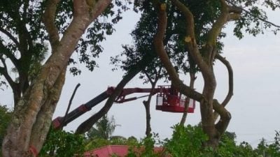 英达花园大树修剪了 潘锦昌：发现危树速反映