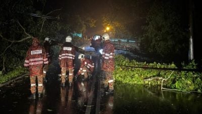 甲多区发生树倒   消拯局动员清理