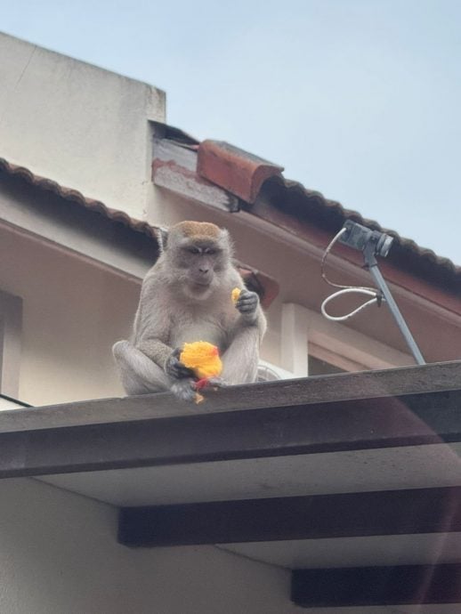 （古城第三版主文）武吉波浪柏迈猴患 猴子翻找垃圾桶觅食
