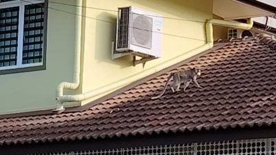 翻垃圾桶觅食掀屋瓦   武吉波浪柏迈猴患扰民