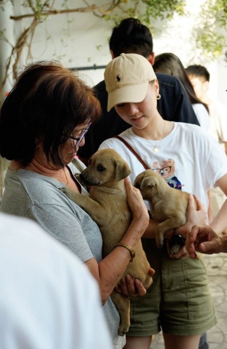 (古城第二版主文)【带你去找爱】:宠物市集的爱