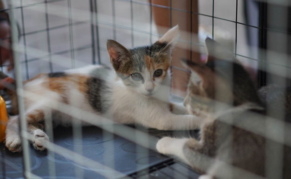 (古城第二版主文)【带你去找爱】:宠物市集的爱