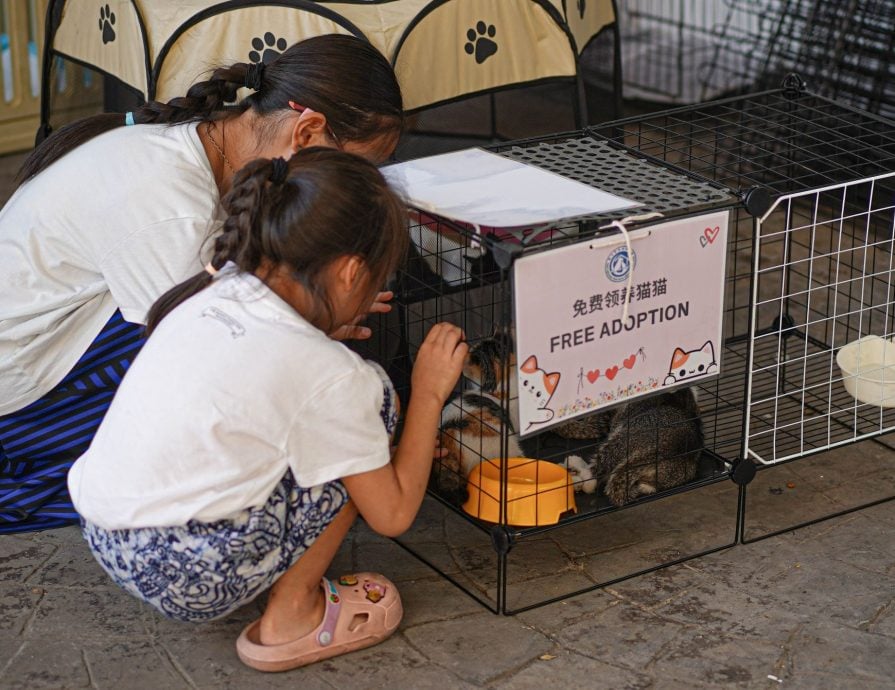 (古城第二版主文)【带你去找爱】:宠物市集的爱