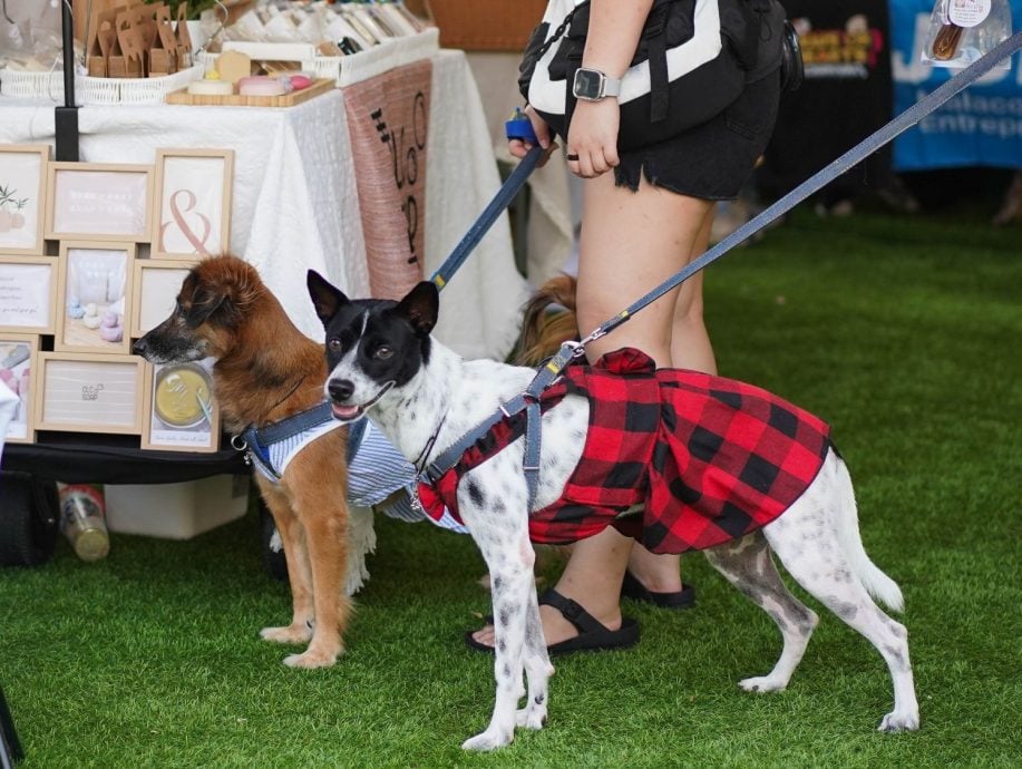 (古城第二版主文)【带你去找爱】:宠物市集的爱