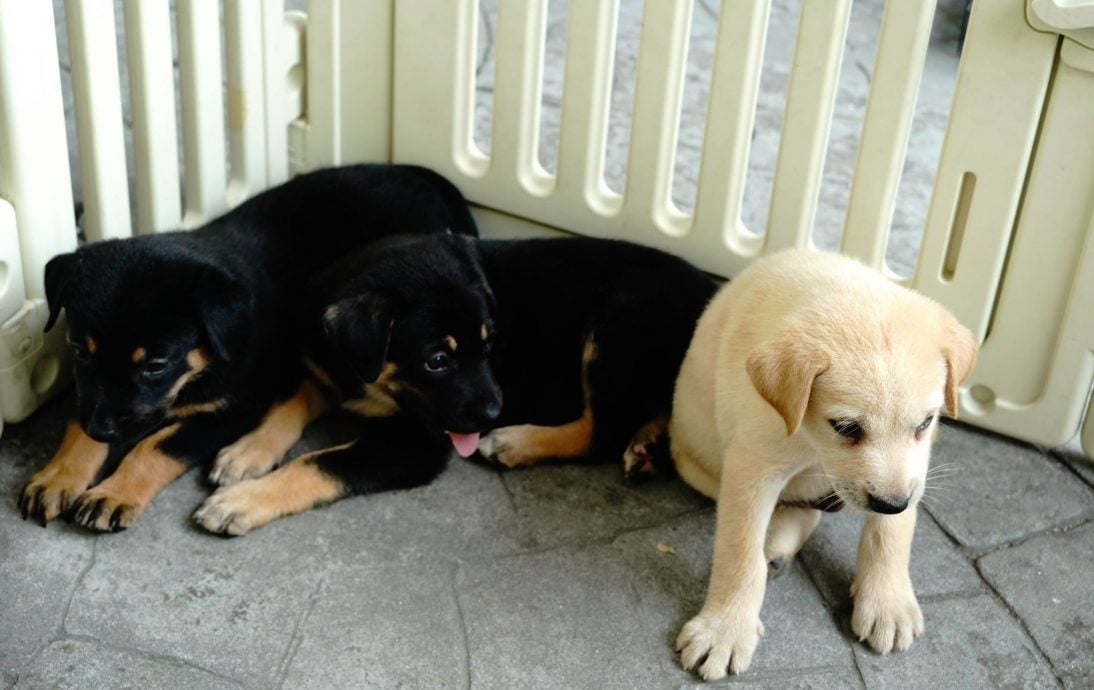 (古城第二版主文)【带你去找爱】:宠物市集的爱