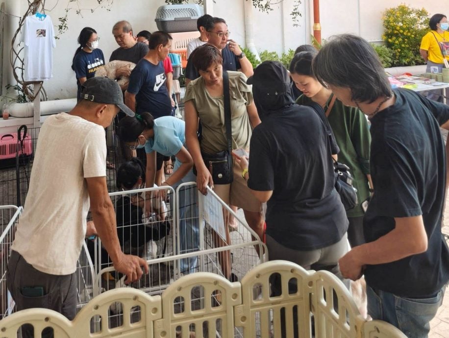 (古城第二版主文)【带你去找爱】:宠物市集的爱