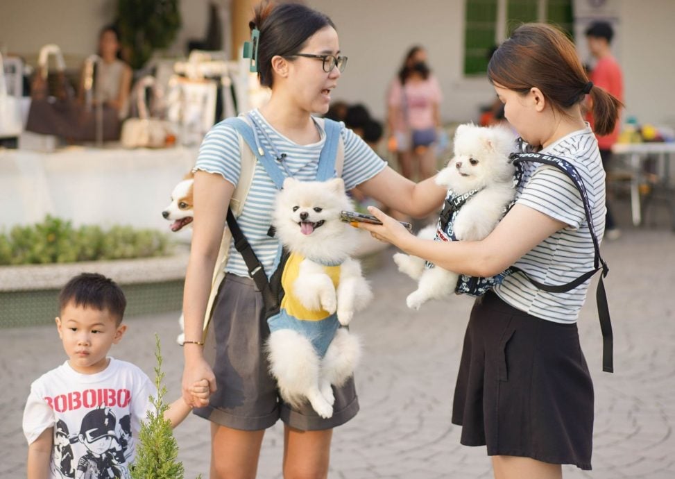 (古城第二版主文)【带你去找爱】:宠物市集的爱