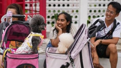 【带你去找爱】带毛小孩逛宠物市集  聚集互动社交天堂