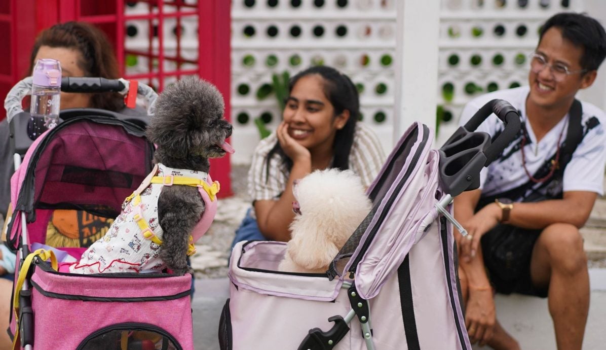 (古城第二版主文)【带你去找爱】:宠物市集的爱