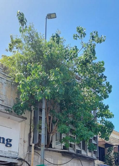 （古城第二版主文）武牙拉也街头近年来陆续有不同风格的咖啡馆成立