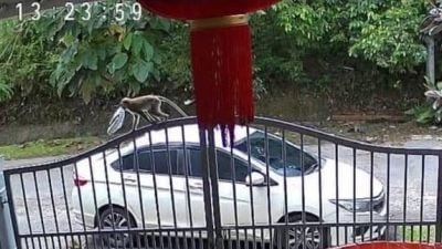 猴子顺走包裹  网民：还好有监控器否则送货员惨了