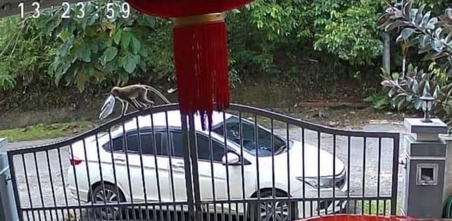 （只供网）柔：猴子顺走包裹  网民：还好有监控器否则送货员惨了