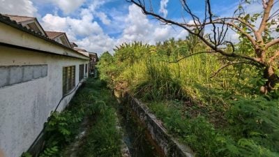 民生特工队丨屋后杂草丛生蛇出没    影响环境居民忧心