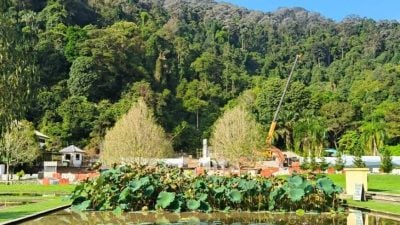 莲花池关闭水泵进行提升工程   植物园局长：水质混浊属正常