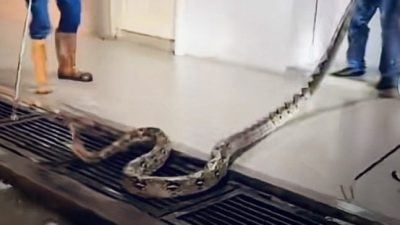 玻州灾区现巨蟒   民防卫队吁小心