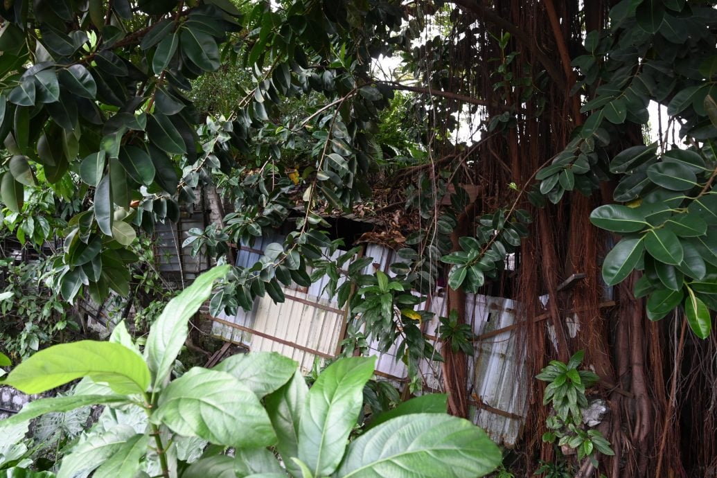 （大都会）林立迎有关老树课题／6图