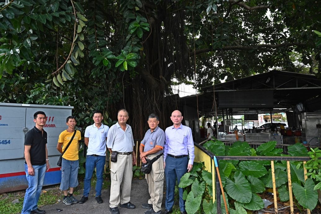 （大都会）林立迎有关老树课题／6图