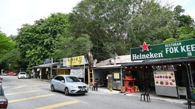 老树树根复杂缠绕 贸然砍树或压垮建筑