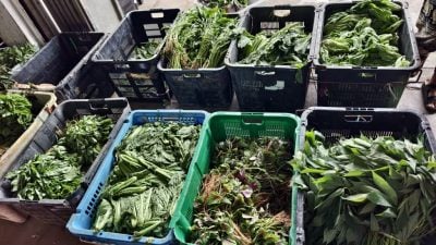 虽有进口蔬菜批发价飙80%   泰南北马水灾暂影响本地菜价不大