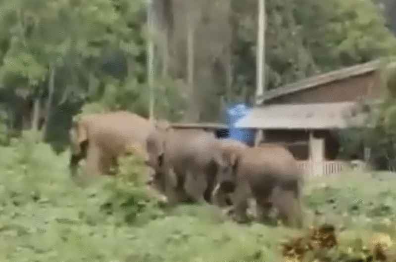 (已签发)柔:州议会:林添顺:柔采多步骤 解决人兽冲突