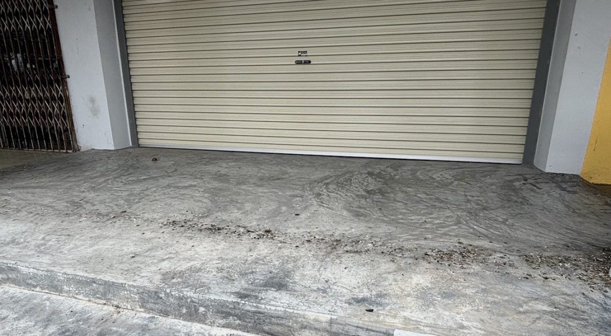 （已签发）柔：民生特工队：拉美士市区鸟群为患   吵杂声鸟粪扰民