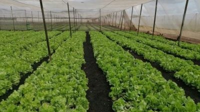 不仅全国最幸福   居銮农业产值冠全柔