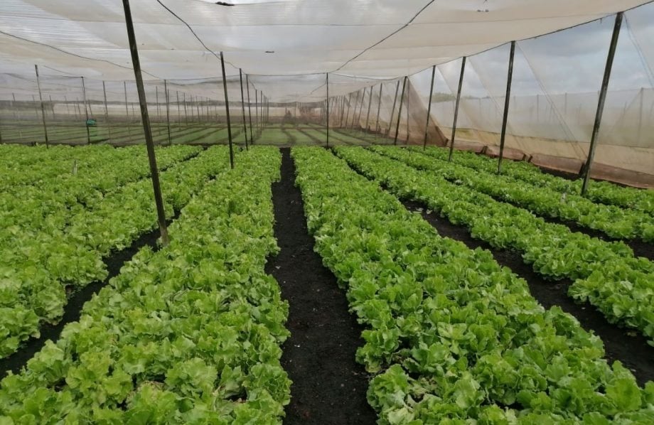 不仅全国最幸福   居銮农业产值冠全柔