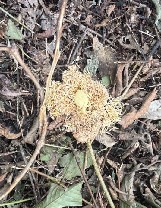 臭豆日趋受欢迎   惟利润有限采摘艰难少人种