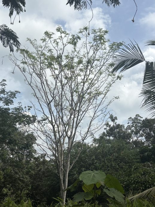 臭豆日趋受欢迎   惟利润有限采摘艰难少人种