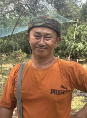 臭豆日趋受欢迎   惟利润有限采摘艰难少人种