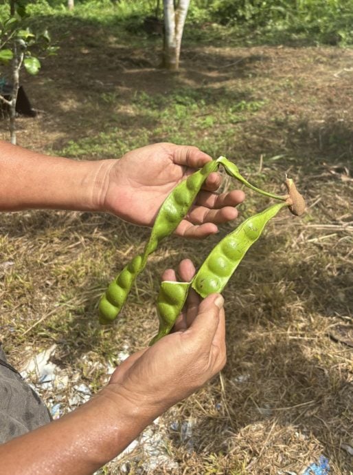 臭豆日趋受欢迎   惟利润有限采摘艰难少人种