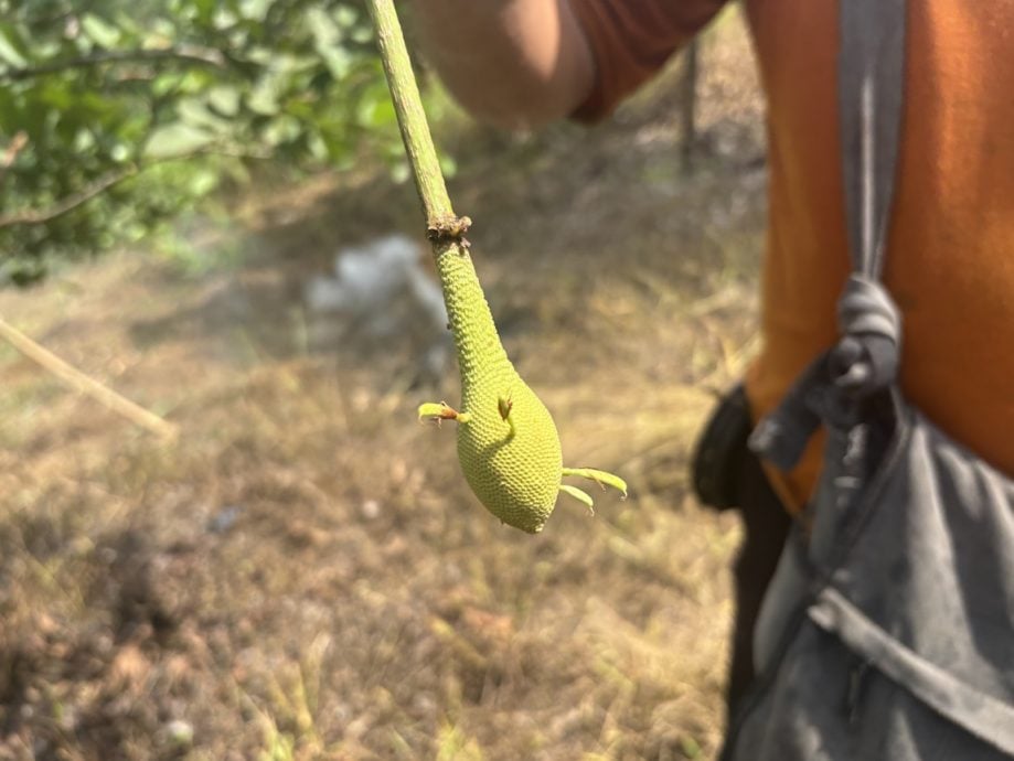 臭豆日趋受欢迎   惟利润有限采摘艰难少人种