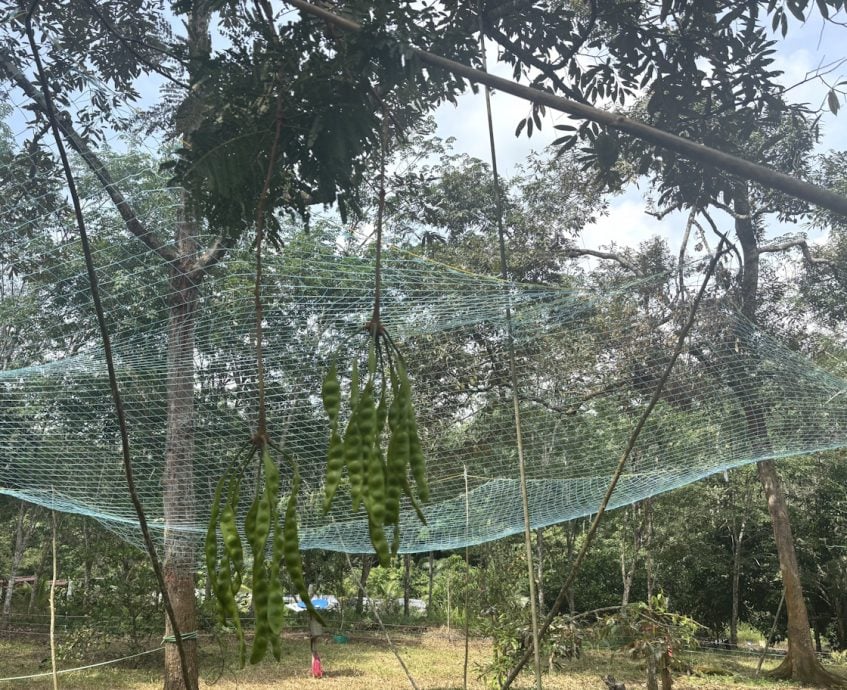 臭豆日趋受欢迎   惟利润有限采摘艰难少人种