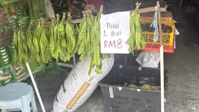 臭豆日趋受欢迎   惟利润有限采摘艰难少人种