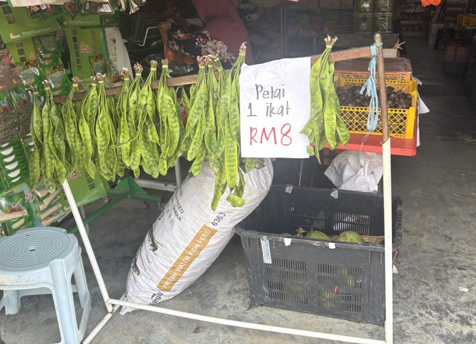 臭豆日趋受欢迎   惟利润有限采摘艰难少人种