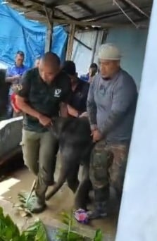 （已签发）柔：**版二头**小象迷路闯入垦殖区   获细心照料后不想走