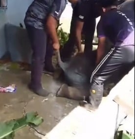 （已签发）柔：**版二头**小象迷路闯入垦殖区   获细心照料后不想走