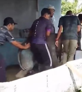 （已签发）柔：**版二头**小象迷路闯入垦殖区   获细心照料后不想走