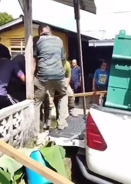 （已签发）柔：**版二头**小象迷路闯入垦殖区   获细心照料后不想走