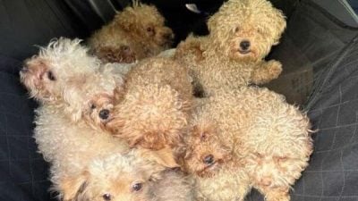 无视监管 洋房养79狗    破产妇判罚逾6万