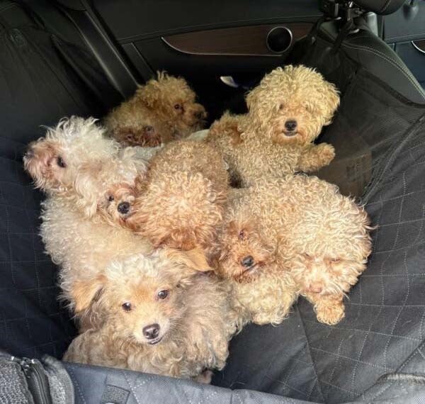 （已签发）柔：狮城二三事：无视监管 洋房养79只狗  妇遭判罚逾6万